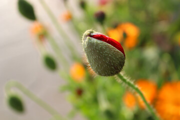 Botanical garden with beautiful flower in its capsule.