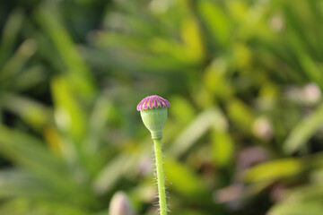 Bud of a Common Poppy flower blooming against green backgrounsd.