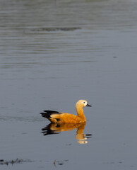 Ruddy Shelduck (Tadorna ferruginea) or Brahminy Duck