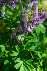 Corydalis solida, Gefingerter Lerchensporn,  Papaveraceae, Mohngewächse, Rhoeadales