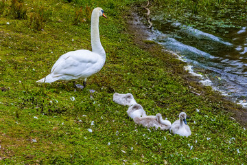 A mother swan and her young cygnets on the banks of Raventhorpe Water, Northamptonshire, UK
