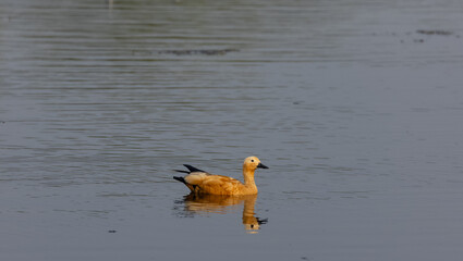 Ruddy Shelduck (Tadorna ferruginea) or Brahminy Duck