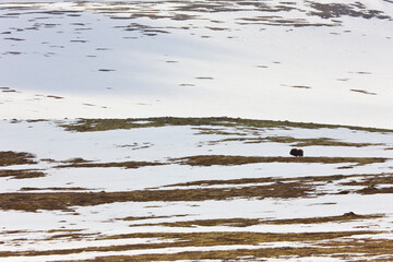Musk Oxen in Autumn in the tundra landscape of Dovrefjell National Park. Norway. Europe