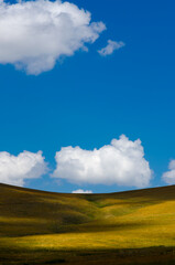 Fototapeta premium wallpaper from nature