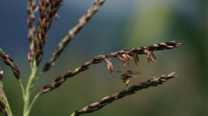 dragonfly on a branch