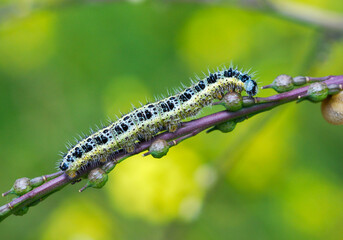 Pieris brassicae caterpillar