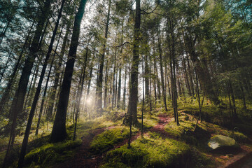 Fototapeta na wymiar Hermoso amanecer en el bosque