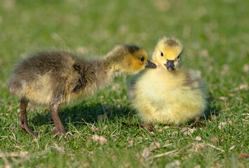 A baby Goose gets a mouthful of downy feathers as it nips on its sibling.
