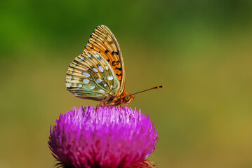 Argynnnis adippe