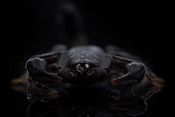 Scorpion face close up, nightmare concept 