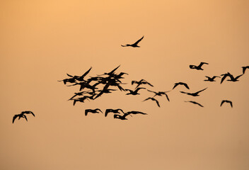 A flock of Socotra cormorants flying during sunrise at Hawar island, Bahrain