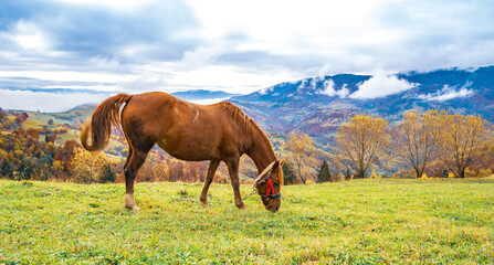Obraz premium A handsome stallion walks in the field and eats juicy grass