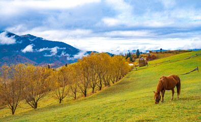 Fototapeta premium A handsome stallion walks in the field and eats juicy grass