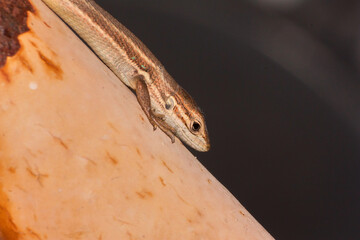 lizard close up