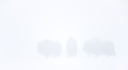 Musk Oxen in Autumn in the tundra landscape of Dovrefjell National Park. Norway. Europe