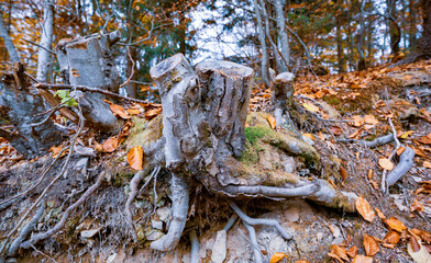 Old tree stump sprinkled with fallen leaves in the autumn forest