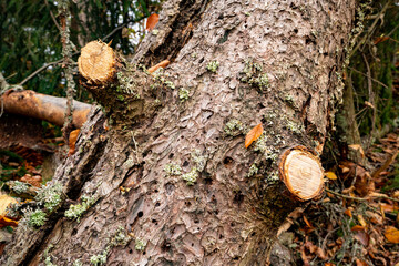 A large fallen tree in a beautiful forest among fallen leaves