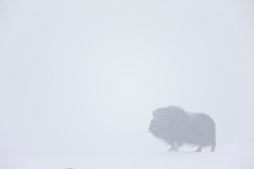 Musk Oxen in Autumn in the tundra landscape of Dovrefjell National Park. Norway. Europe