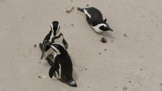African penguin Spheniscus demersus also known as the jackass penguin and black-footed penguin. South Africa.