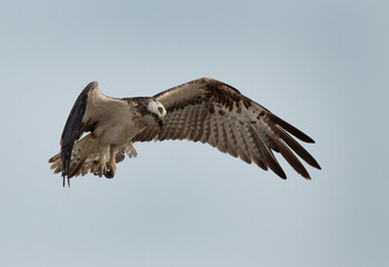 Obraz premium Closeup of a Osprey in flight at Hawar island of Bahrain