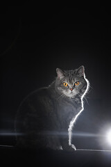 British shorthair tabby cat with yellow eyes sits in a dark room. A dramatic portrait of a pet lit from one side. Night predator caught by surprise, keeping domestic animals.