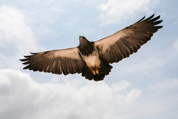 Águila volando vista desde abajo.