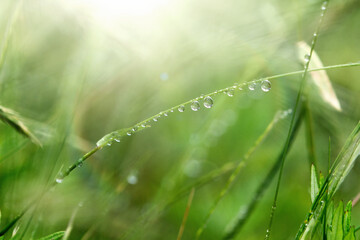 Fresh green grass with dew drops in the sunlight. Transparent drops of water dew on the grass...