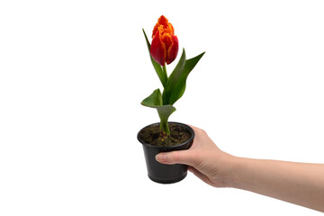 Tulip in a pot in woman hands isolated on white.