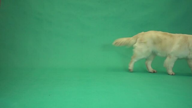 golden   retriever running on green screen