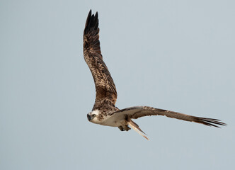 Closeup of Osprey flying at Hawar island of Bahrain