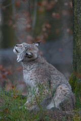 Europäischer Luchs (Lyny lynx)