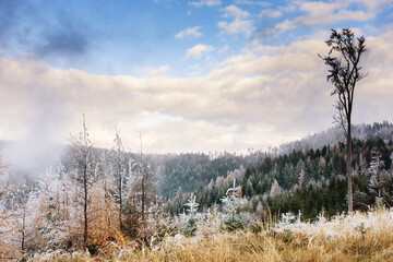 Winter forest landcape