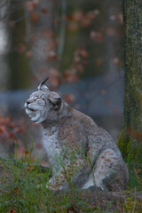 Europäischer Luchs (Lyny lynx)