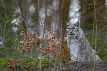 Europäischer Luchs (Lyny lynx)