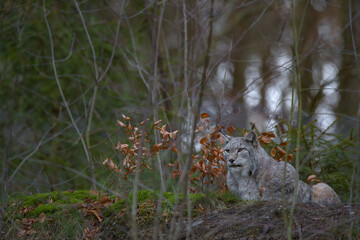 Europäischer Luchs (Lyny lynx)