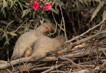 A pair of mongoose mating at Adhari, Bahrain
