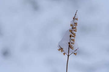 Closeup of woodland germander (wood sage) covered in snow during a wintery hiking expedition