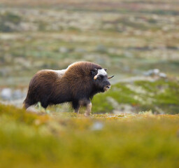 Musk Oxen in Autumn in the tundra landscape of Dovrefjell National Park. Norway. Europe
