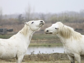 Obraz premium The ñandu de la puna in the Andes mountains