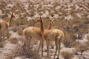 The vicuñas run free in the high-altitude deserts of the puna.