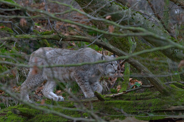 Europäischer Luchs (Lyny lynx)