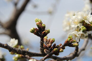 Almond blossom in Spain with bokeh background, white flowers