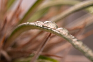 Artistic closeup of Madagascar palm (Pachypodium lamerei) with water drops