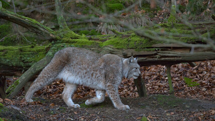 Fototapeta premium Europäischer Luchs (Lyny lynx)