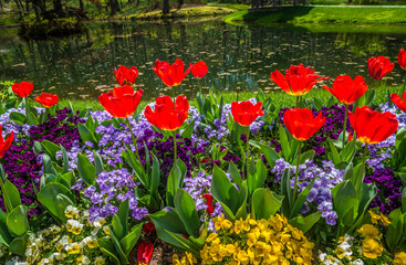 Obraz premium Tulips pansies and violas together