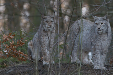 Naklejka premium Europäischer Luchs (Lyny lynx)