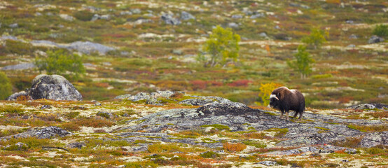 Musk Oxen in Autumn in the tundra landscape of Dovrefjell National Park. Norway. Europe