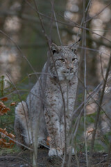 Europäischer Luchs (Lyny lynx)