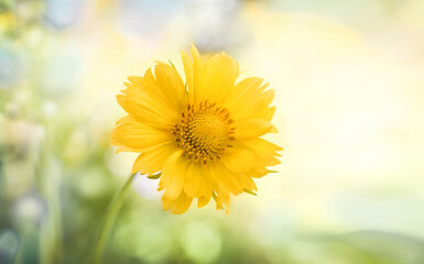 Obraz premium yellow flower background