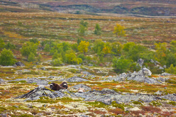 Musk Oxen in Autumn in the tundra landscape of Dovrefjell National Park. Norway. Europe